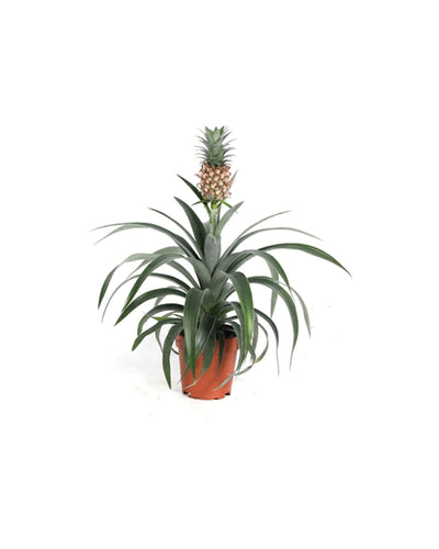 Ananas comosus 'Corona' - Root Houseplants