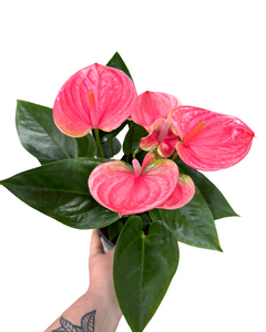 Anthurium andraeanum - Pink