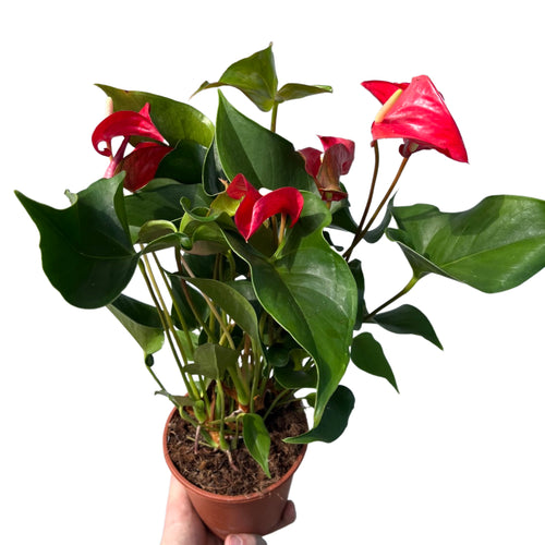Anthurium andraeanum 'Dynamite Red' - Root Houseplants