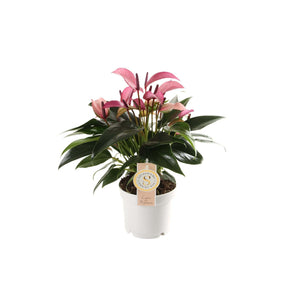 Anthurium andraeanum 'Lilli' - Root Houseplants