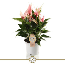 Charger l&#39;image dans la galerie, Anthurium andraeanum &#39;Lilli&#39; - Root Houseplants
