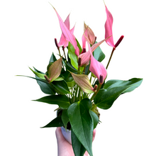 Charger l&#39;image dans la galerie, Anthurium andraeanum &#39;Lilli&#39; - Root Houseplants
