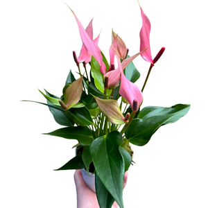 Anthurium andraeanum 'Lilli' - Root Houseplants