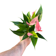 Charger l&#39;image dans la galerie, Anthurium andraeanum &#39;Lilli&#39; - Root Houseplants
