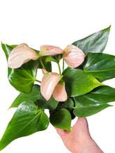Charger l&#39;image dans la galerie, Anthurium andraeanum &#39;Peach Joli&#39; - Root Houseplants
