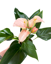 Charger l&#39;image dans la galerie, Anthurium andraeanum &#39;Peach Joli&#39; - Root Houseplants
