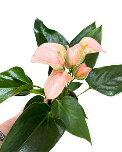Anthurium andraeanum 'Peach Joli' - Root Houseplants