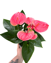 Charger l&#39;image dans la galerie, Anthurium andraeanum - Pink - Root Houseplants
