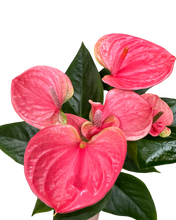 Charger l&#39;image dans la galerie, Anthurium andraeanum - Pink - Root Houseplants
