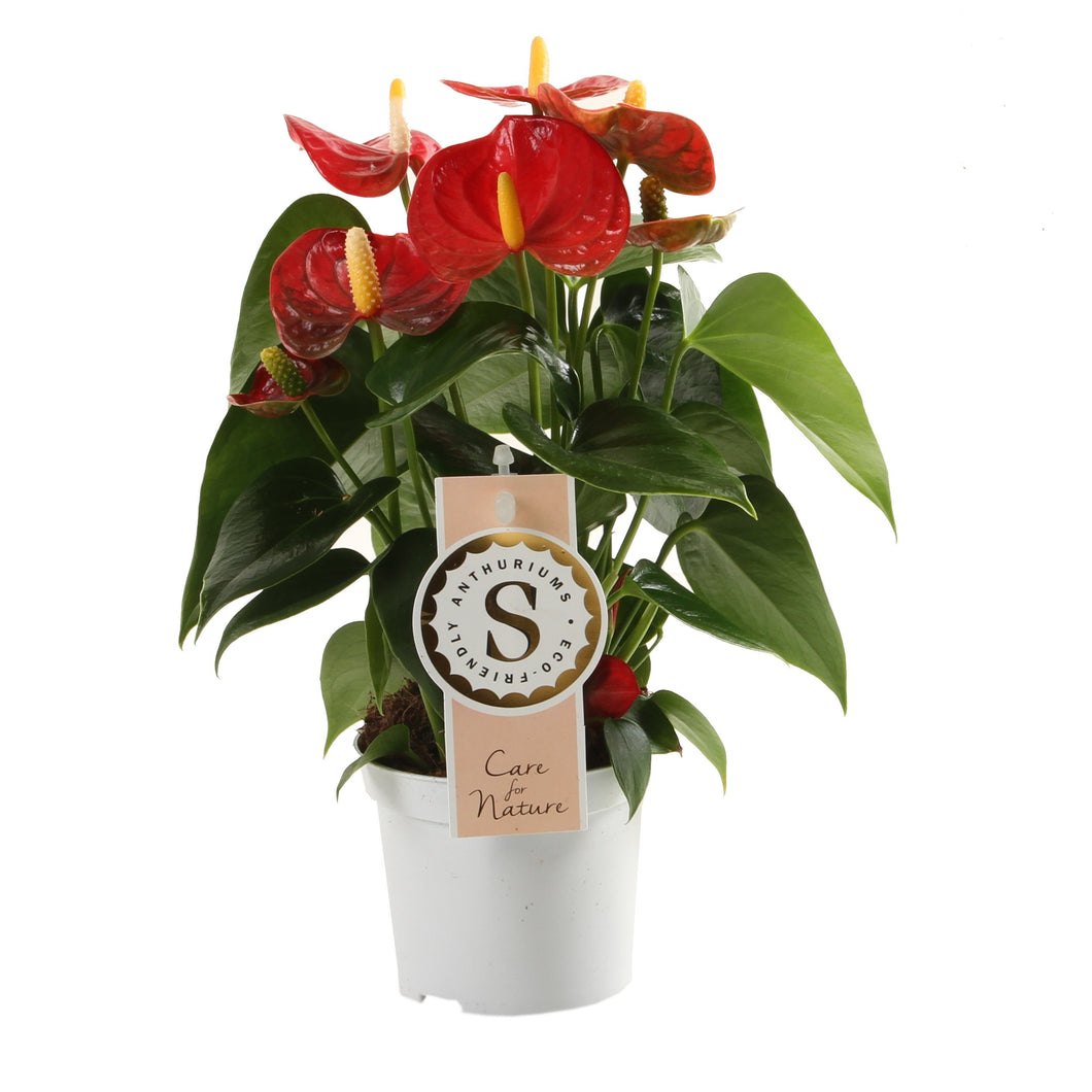 Anthurium andraeanum 'Royal Red Champion' - Root Houseplants