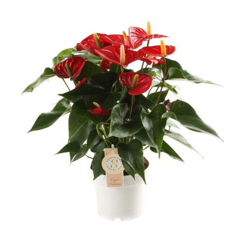 Anthurium andraeanum 'Royal Red Champion' - Root Houseplants