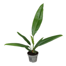 Charger l&#39;image dans la galerie, Anthurium bakeri - Root Houseplants
