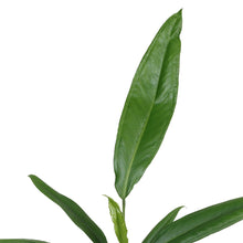 Charger l&#39;image dans la galerie, Anthurium bakeri - Root Houseplants
