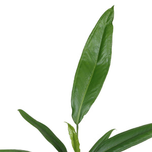 Anthurium bakeri - Root Houseplants