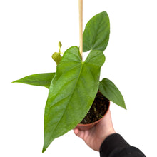 Charger l&#39;image dans la galerie, Anthurium balaoanum - Root Houseplants
