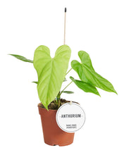 Charger l&#39;image dans la galerie, Anthurium balaoanum - Root Houseplants
