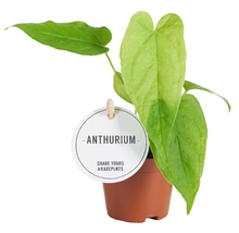Charger l&#39;image dans la galerie, Anthurium balaoanum - Root Houseplants
