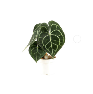 Anthurium clarinervium - Root Houseplants