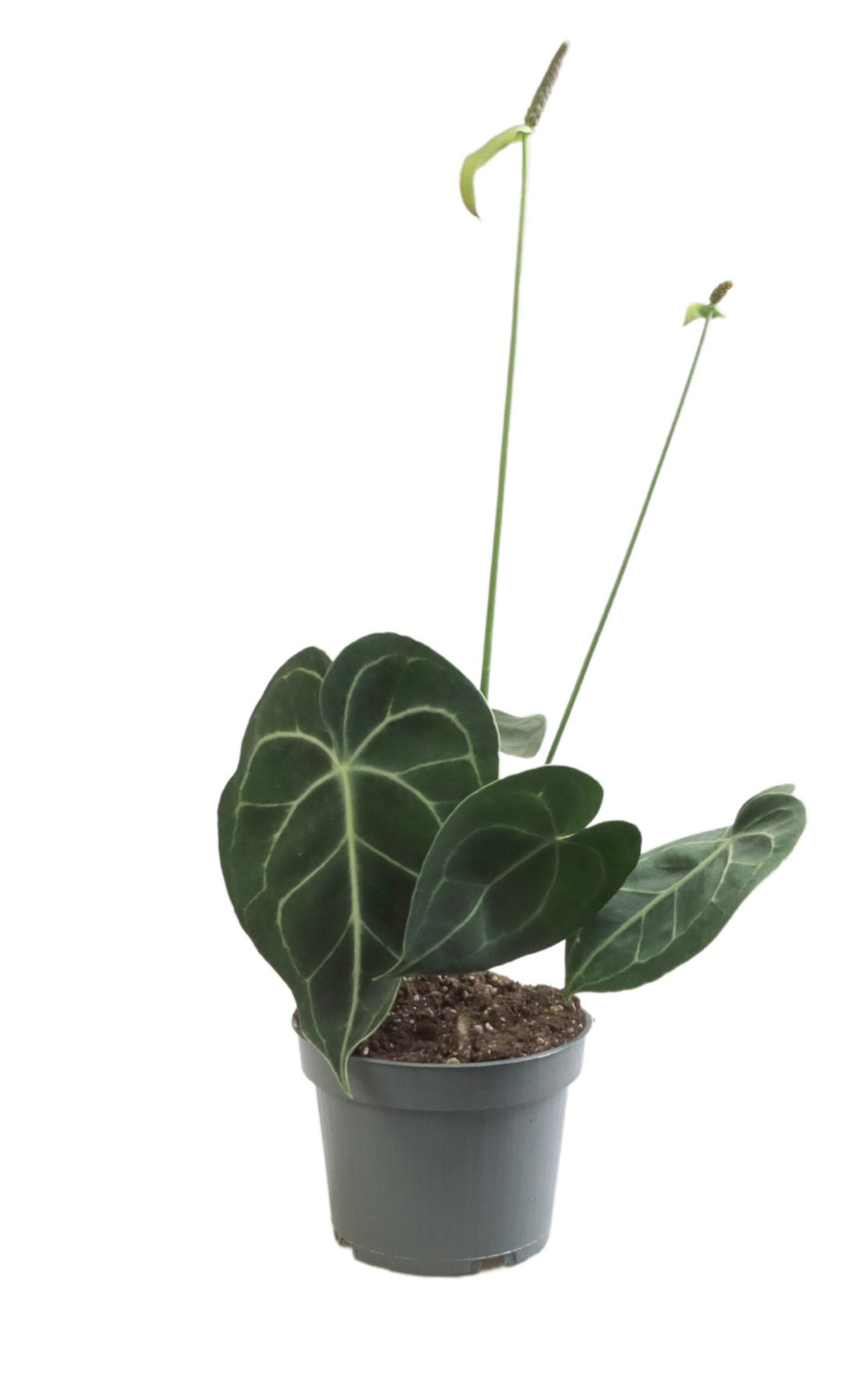 Anthurium clarinervium - Root Houseplants