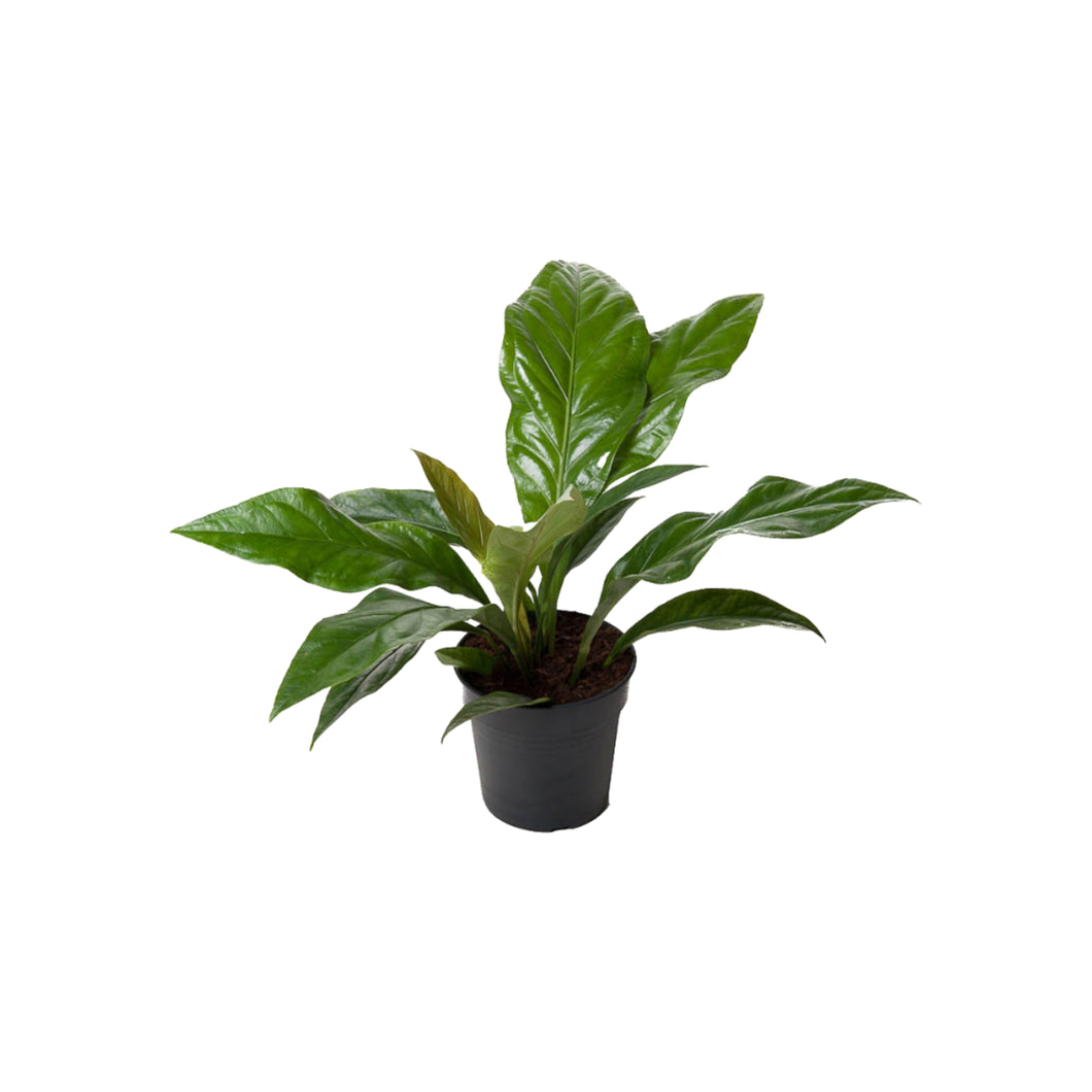 Anthurium crassinervium var. crassinervium (Jungle Bush) - Root Houseplants