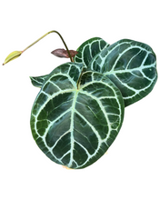 Charger l&#39;image dans la galerie, Anthurium crystallinum &#39;KARMA Hybrid&#39; (compact) - Root Houseplants
