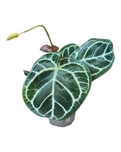 Anthurium crystallinum 'KARMA Hybrid' (compact) - Root Houseplants