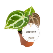 Charger l&#39;image dans la galerie, Anthurium crystallinum - Root Houseplants
