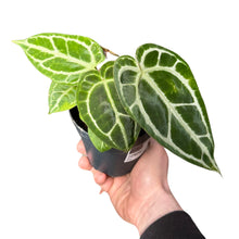 Charger l&#39;image dans la galerie, Anthurium crystallinum - Root Houseplants
