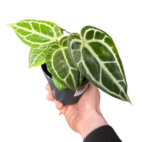 Anthurium crystallinum - Root Houseplants