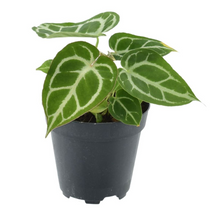 Charger l&#39;image dans la galerie, Anthurium crystallinum - Root Houseplants

