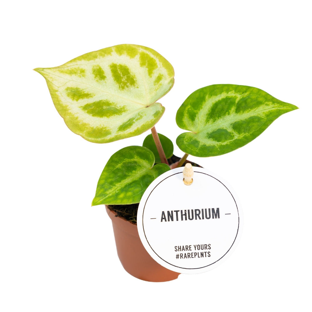 Anthurium crystallinum 'Silver Blush' - Root Houseplants