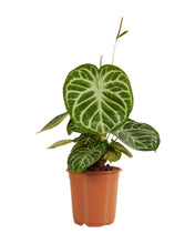 Charger l&#39;image dans la galerie, Anthurium crystallinum &#39;Silver Blush&#39; - Root Houseplants
