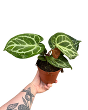 Charger l&#39;image dans la galerie, Anthurium crystallinum &#39;Silver Blush&#39; - Root Houseplants
