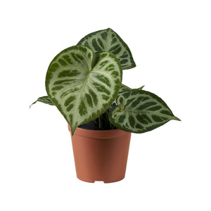 Anthurium crystallinum 'Silver Blush' Super Silver - Root Houseplants