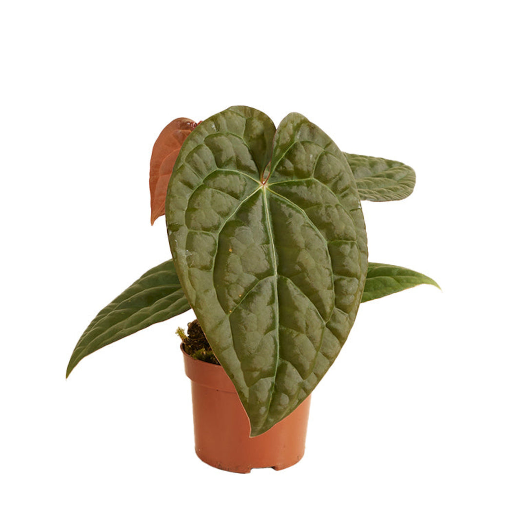 Anthurium crystallinum x luxurians - Root Houseplants