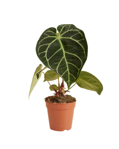 Anthurium crystallinum x regale - Root Houseplants