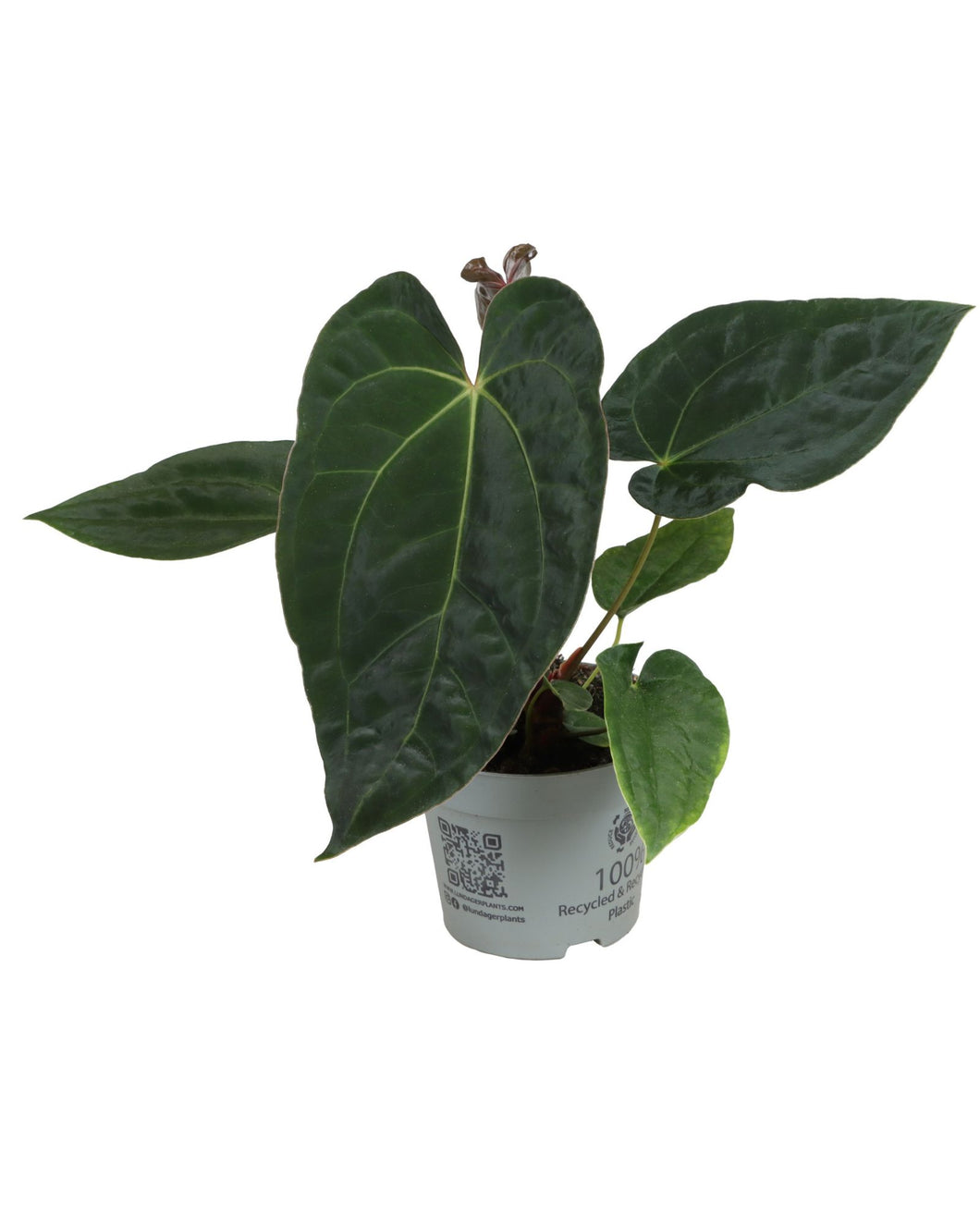 Anthurium 'Dark Phoenix' - Root Houseplants