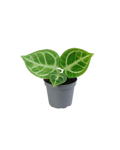 Anthurium 'Dorayaki' - Root Houseplants