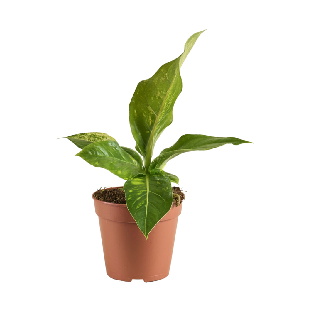 Anthurium hookeri 'Variegata' - Root Houseplants