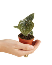 Load image into Gallery viewer, Anthurium Luxurians x Radicans - Root Houseplants
