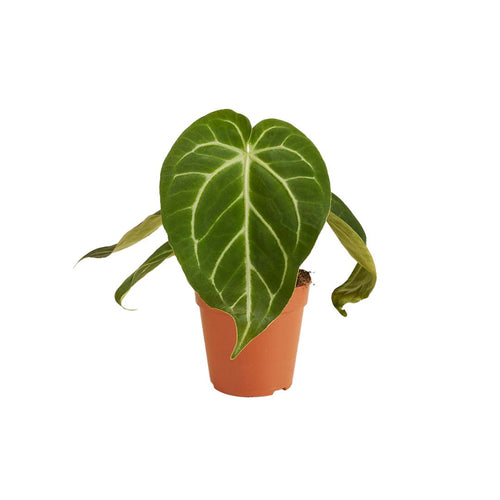 Anthurium magnificum - Root Houseplants