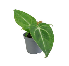 Charger l&#39;image dans la galerie, Anthurium magnificum - Root Houseplants
