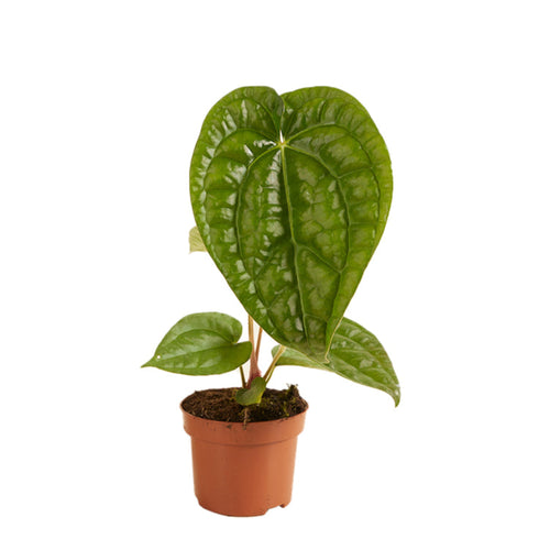 Anthurium magnificum x luxurians - Root Houseplants