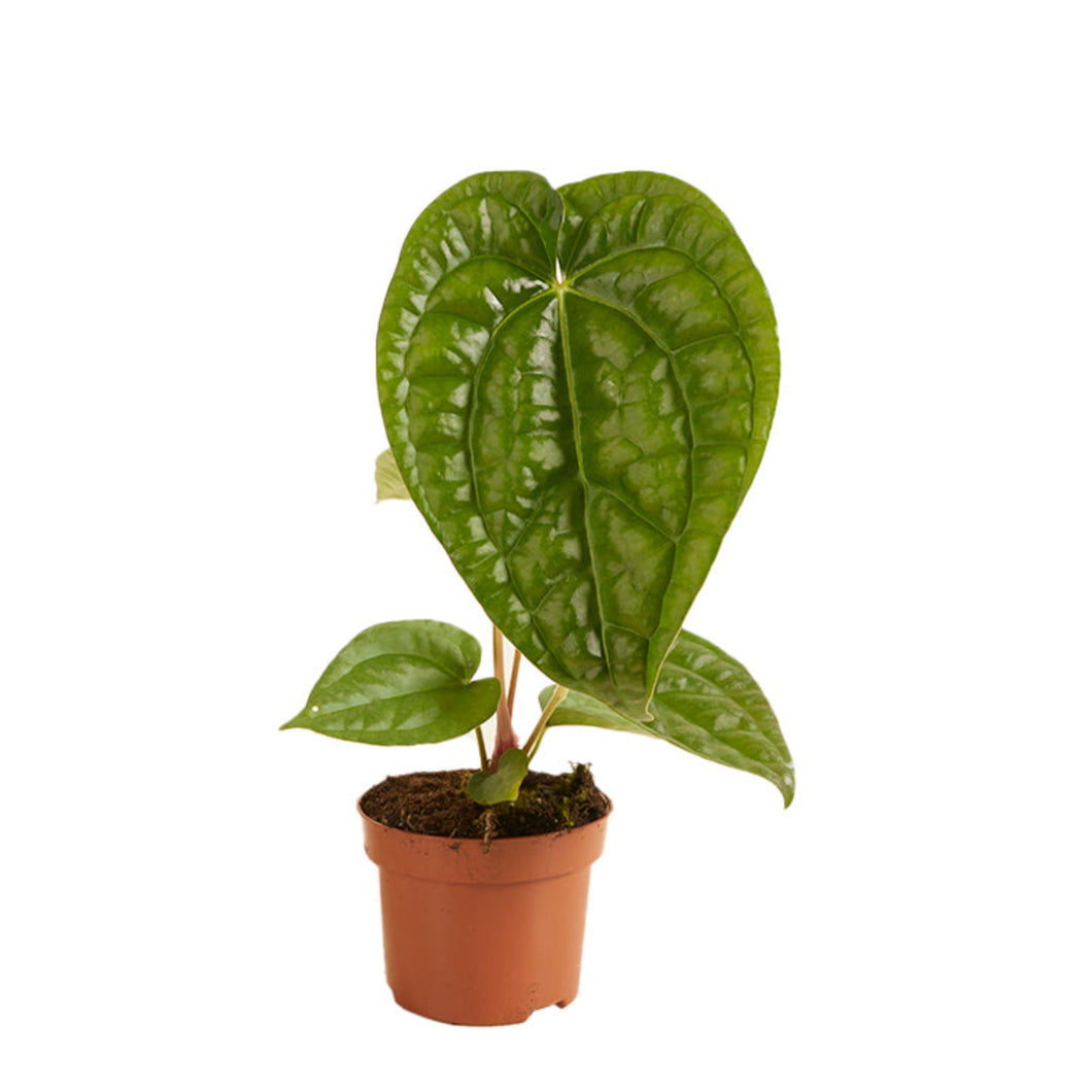 Anthurium magnificum x luxurians - Root Houseplants