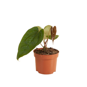 Anthurium Nigrolaminum Gigi x Forgetii - Root Houseplants