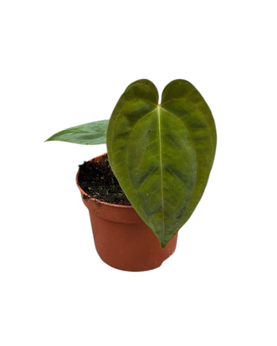 Anthurium papillilaminum - Root Houseplants