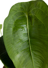 Charger l&#39;image dans la galerie, Anthurium peltigerum - Root Houseplants
