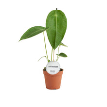 Charger l&#39;image dans la galerie, Anthurium peltigerum - Root Houseplants

