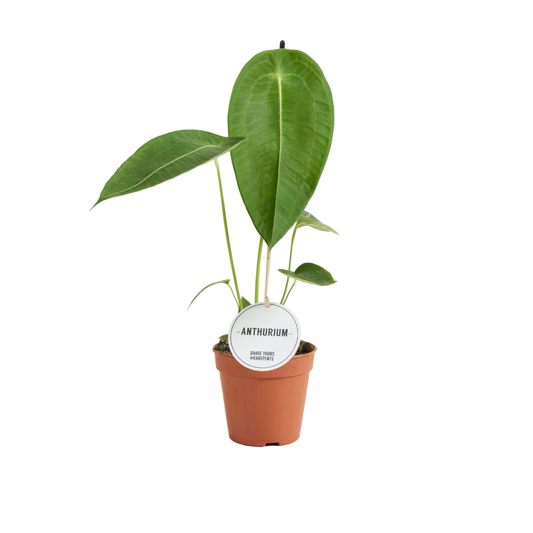 Anthurium peltigerum - Root Houseplants