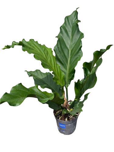Anthurium plowmanii - Root Houseplants
